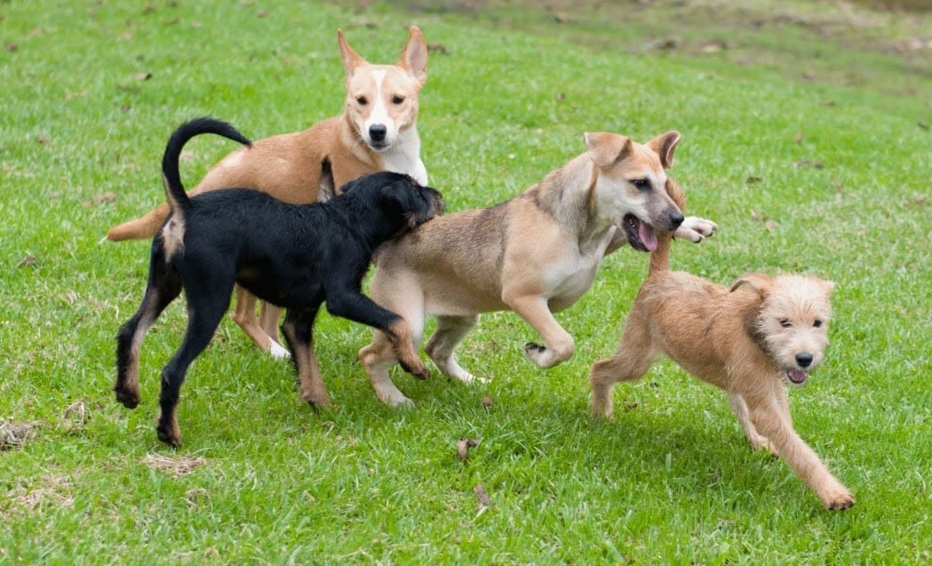 dogs